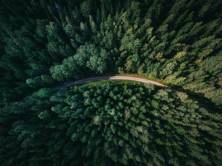 Chemin paisible en forêt