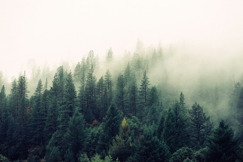 Forêt brumeuse des Vosges
