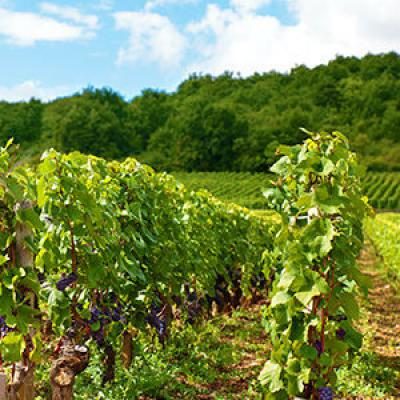 Vignobles de Chablis