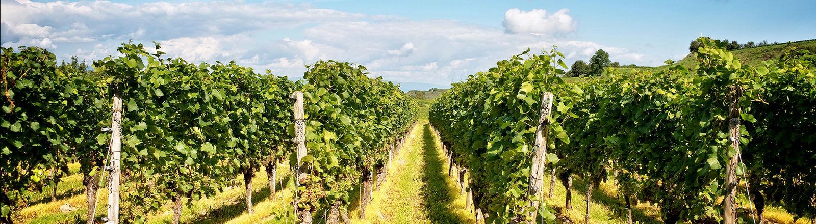 Vignobles de Chablis